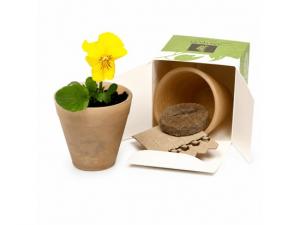 Promotional Flourish Cornstarch Bio Pots In Gift Box